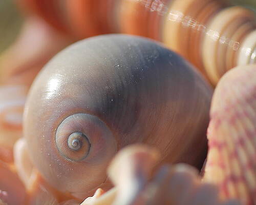Wall Art - Photograph - Seashells by Angela Murdock