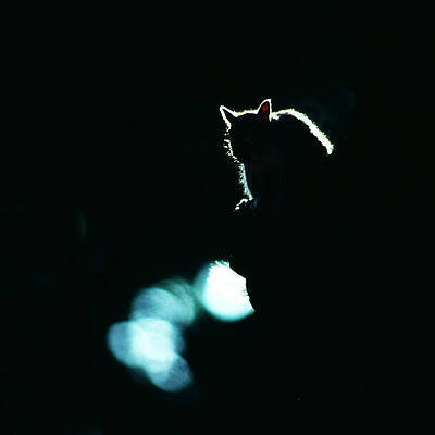 Secret Squirrel by Joe Connors Secret Squirrel by Joe Connors