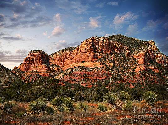 Wall Art - Photograph - Sedona Vortex  and Yucca by Barbara Chichester