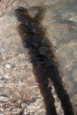 Selfportrait of a Shadow by David Cardona Selfportrait of a Shadow by David Cardona