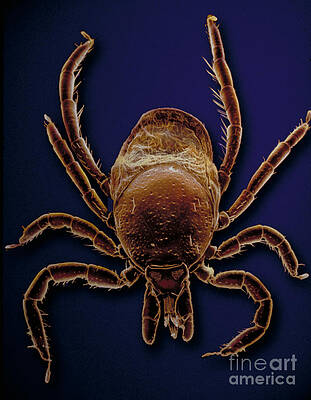 Wall Art - Photograph - Sem Of A Black-legged Tick by David M. Phillips