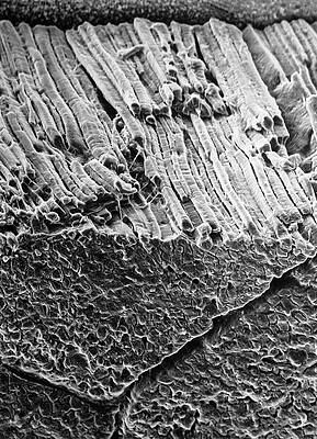 Wall Art - Photograph - Sem Of Surface Of Roast Beef Showing Muscle Fibres by Science Photo Library
