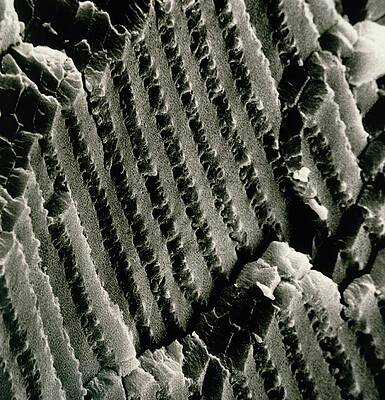 Wall Art - Photograph - Sem Of The Lens Of A Human Eye by Science Photo Library