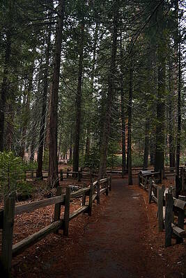 Wall Art - Photograph - Sequoia Path by Christine Owens