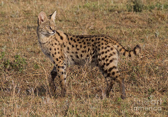 Serval Cat 3 by Chris Scroggins Serval Cat 3 by Chris Scroggins