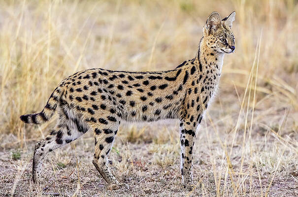Elegant Serval in Grassland Print