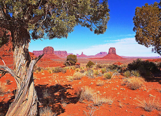 Shade for a View by Darrel Henderson