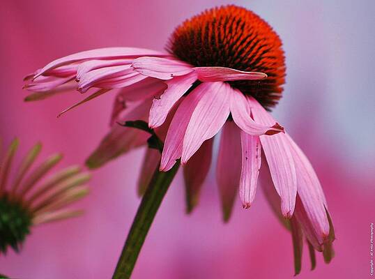  Photograph - Shades of Pink by Al Fritz