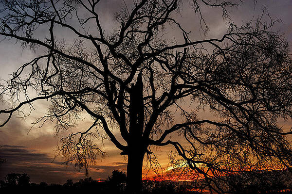 Wall Art - Photograph - Shadow Tree by Brett Engle