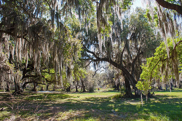 Shady Oaks by Steve Leach