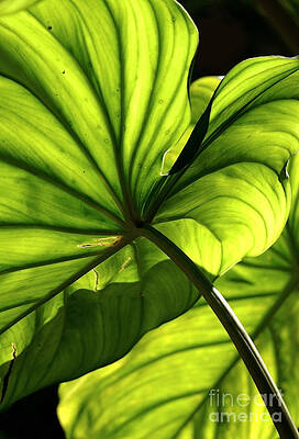 Shapes of Hawaii 12 by Ellen Cotton Shapes of Hawaii 12 by Ellen Cotton