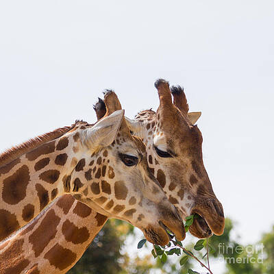 Sharing Giraffes by Carole Lloyd Sharing Giraffes by Carole Lloyd