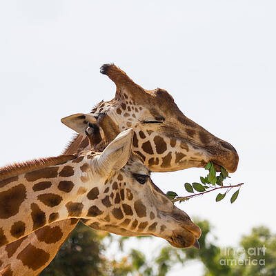 Sharing Giraffes by Carole Lloyd Sharing Giraffes by Carole Lloyd