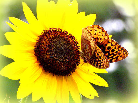 Sharing the Sunflower by Kim Galluzzo Wozniak Sharing the Sunflower by Kim Galluzzo Wozniak