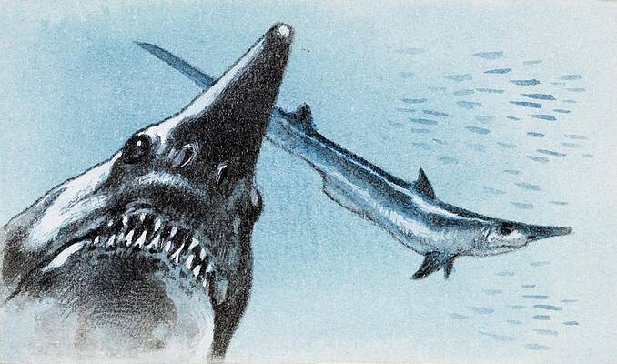 Wall Art - Photograph - Shark Teeth From Fossil by Science Photo Library