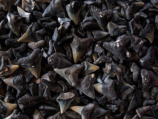 Shark Teeth by Randy Sylvia Shark Teeth by Randy Sylvia
