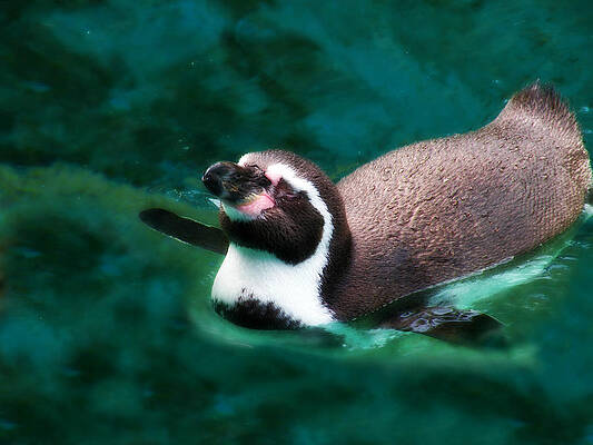 Wall Art - Photograph - Sheer Contentment by Micki Findlay