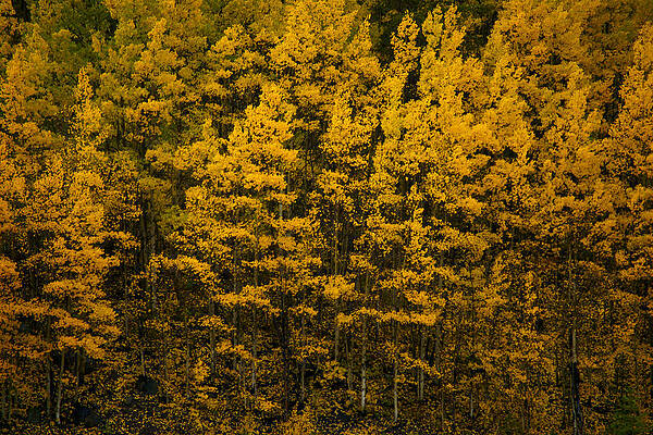 Wall Art - Photograph - Shedding Leaves by Jeremy Rhoades