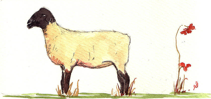 Wall Art - Painting - Sheep black white by Juan  Bosco