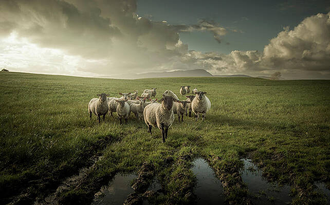 Wall Art - Photograph - Sheep by David Ahern