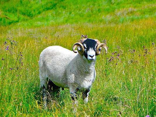 Sheep by David Tunnicliffe