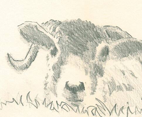 Wall Art - Drawing - Sheep looking at you by Mike Jory