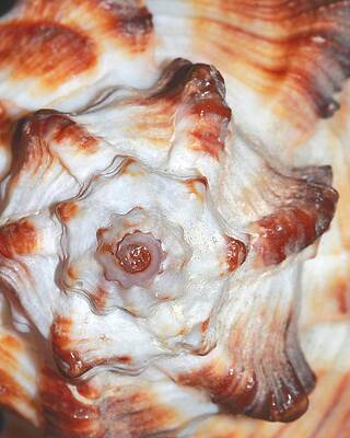 Wall Art - Photograph - Shell by Angela Murdock