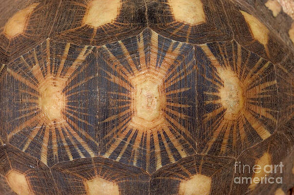 Wall Art - Photograph - Shell Pattern Of Radiated Tortoise by Greg Dimijian