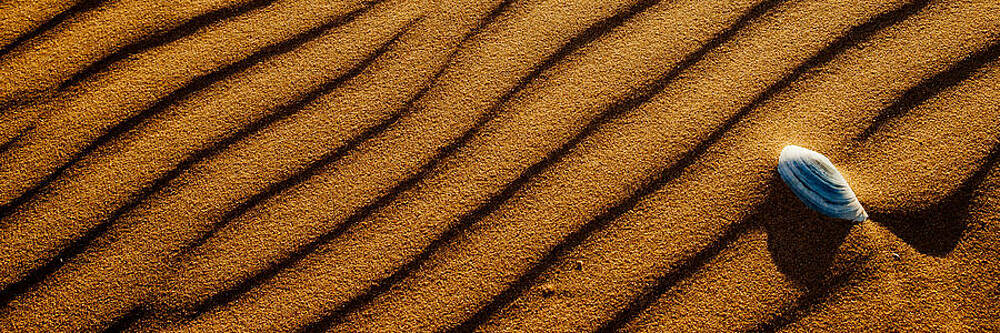 Shell Voyage by Max Blinkhorn Shell Voyage by Max Blinkhorn