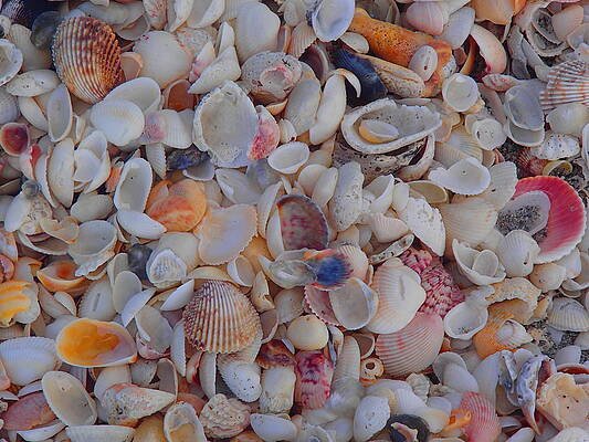 Shells by Jessica Marcinczyk
