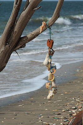 Wall Art - Photograph - Shells on a String by Patricia Schaefer