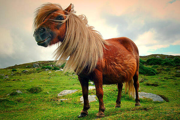 Shetland Pony by John McKinlay Shetland Pony by John McKinlay
