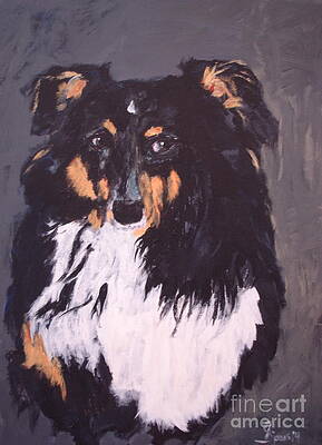Sheltie Shetland Sheepdog by Shelley Jones Sheltie Shetland Sheepdog by Shelley Jones