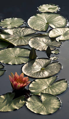 Wall Art - Photograph - Shimmering Lily Pads by Leda Robertson