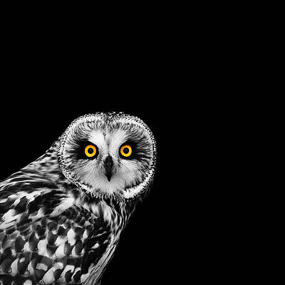 Falcon black and white sale cheap