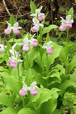 Wall Art - Photograph - Showy Lady's-slipper Orchid (cypripedium Reginae) by Science Photo Library
