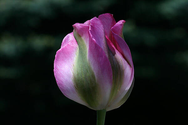 Shy by Doug Norkum Shy by Doug Norkum