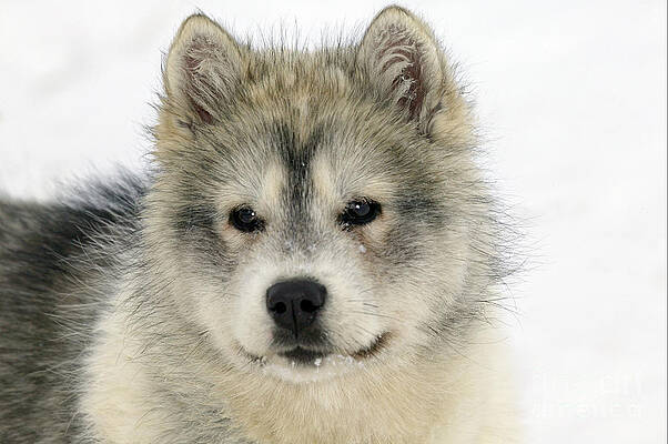 Wall Art - Photograph - Siberian Husky Puppy by M. Watson