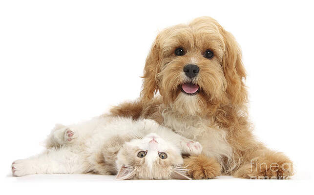 Wall Art - Photograph - Siberian Kitten And Cavapoo by Mark Taylor