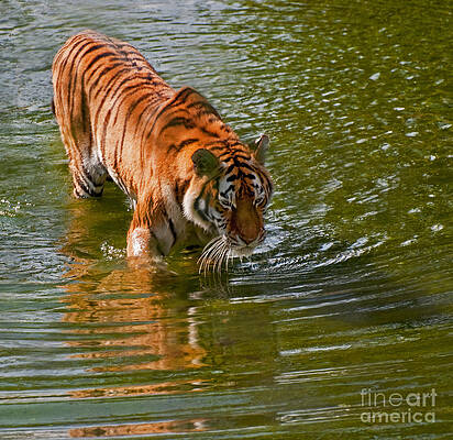 Siberian Tiger by Bel Menpes Siberian Tiger by Bel Menpes
