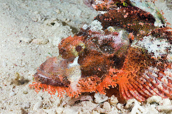 Wall Art - Photograph - Side View Of Tassled Scorpionfish by Reinhard Dirscherl