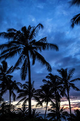 Wall Art - Photograph - Silhouetted Palm Trees Under A Cloudy by Scott Mead