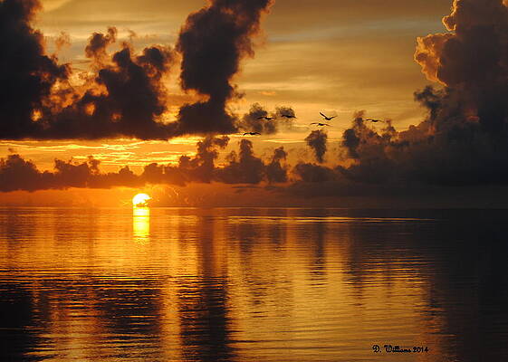 Wall Art - Photograph - Silhouettes at Sunrise by Dan Williams