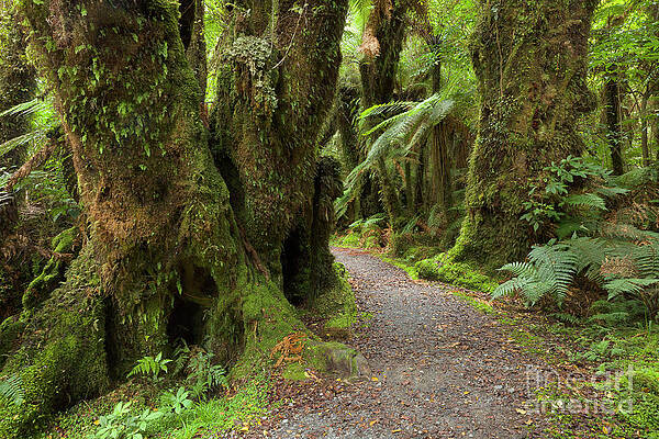 Wall Art - Photograph - Silver Tree Ferns Rainforest South by Yva Momatiuk and John Eastcott