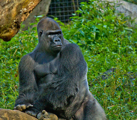 Silverback Gorilla by Jonny D Silverback Gorilla by Jonny D