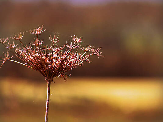 Wall Art - Photograph - Simplicity by Micki Findlay