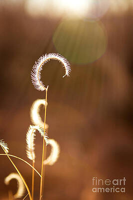 Simplicity by Nicholas Pappagallo Jr Simplicity by Nicholas Pappagallo Jr
