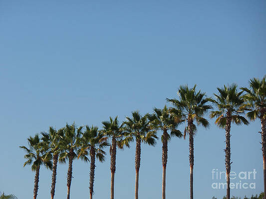 Simply Palms by HEVi FineArt Simply Palms by HEVi FineArt
