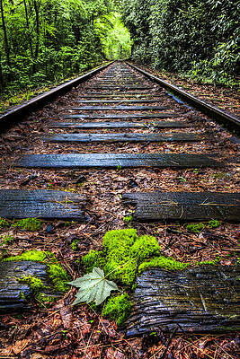 Wall Art - Photograph - Singing in the Rain by Debra and Dave Vanderlaan