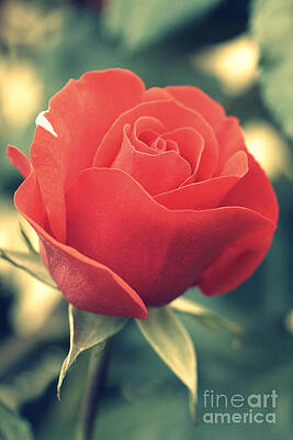 Single red Rose by Amanda Mohler Single red Rose by Amanda Mohler